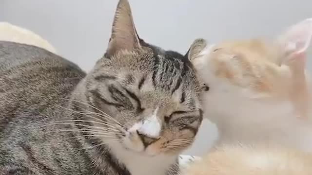 The way this cat loves