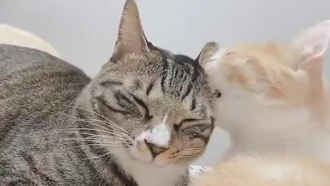 The way this cat loves