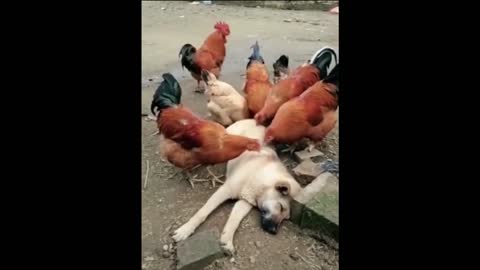 Funniest Cats and Dogs 🐱🐶 Part 25