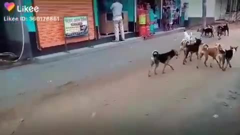 bangladeshi dog