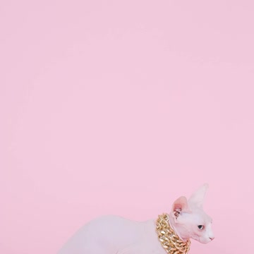 bald cat with a gold necklace