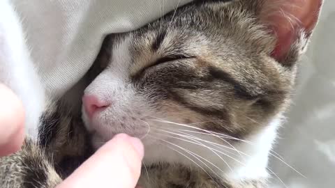 Does Mom Tickle My Whiskers Because I'm Too Cute