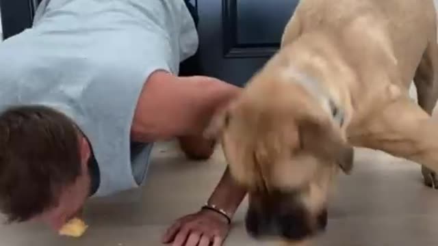 Human vs dog compilation