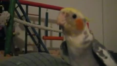 cockatiel sings #####