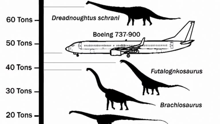 Massive dinosaur 'Dreadnoughtus' discovered in Argentina