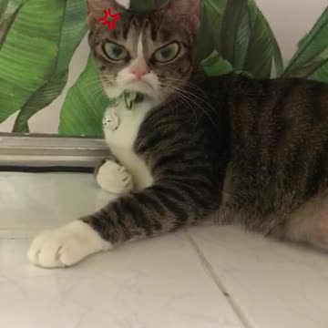 The cat's expression when angry, do you think he's cute?