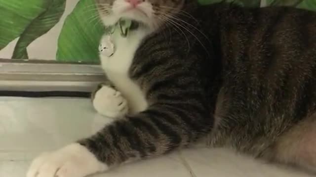 The cat's expression when angry, do you think he's cute?