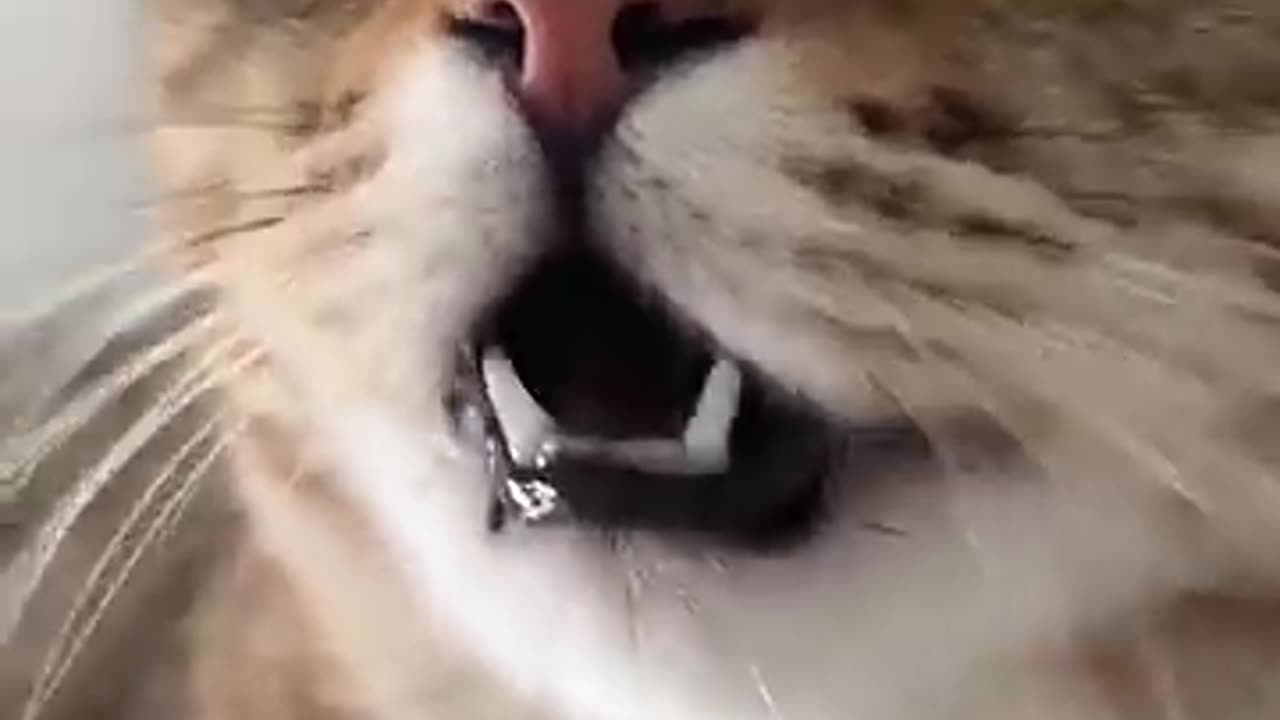 Kittn meowing