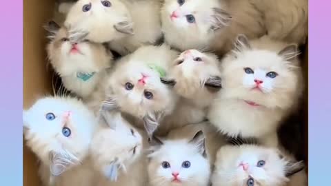 Cute cat babies