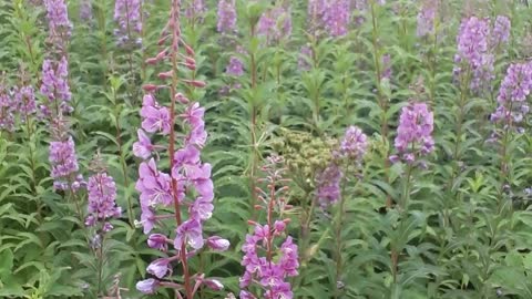 The Fireweed in Alaska is beautiful, we can see HIS faithfulness.7/27/22