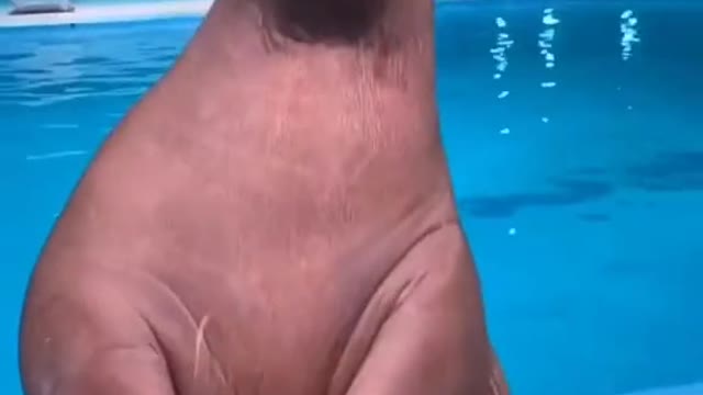 Dancing Walrus on TikTok