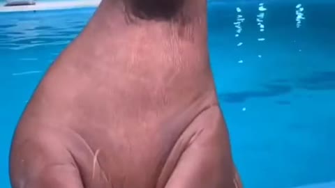 Dancing Walrus on TikTok