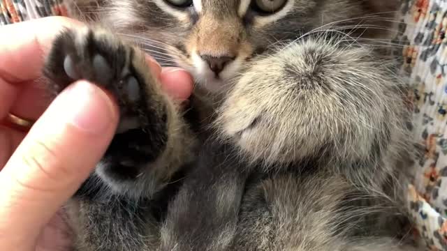 😺 BABY KITTENS 🐱