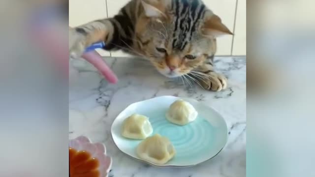 Cute 😍Cate funny 😂Vedeos Eating MoMo😋😋😋