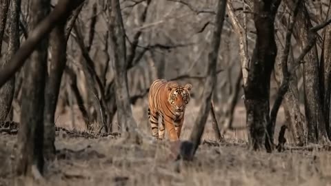 World Wildlife Day - Ensuring protection of our