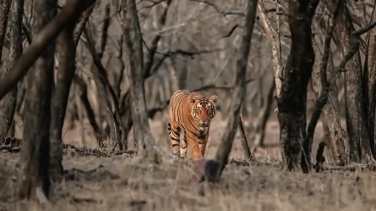 World Wildlife Day - Ensuring protection of our