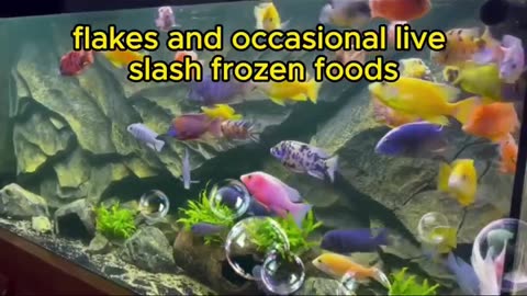Cichlids