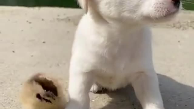 Best funny dog video