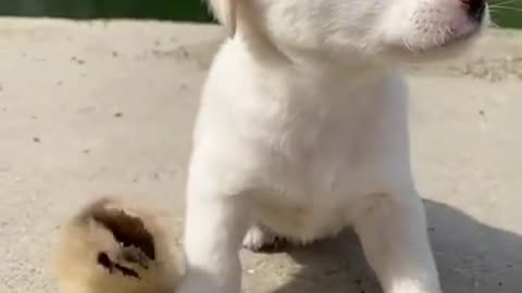 Best funny dog video