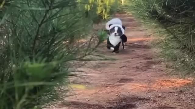 Cute panda having fun on streets