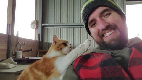 Friendly Barn Cat Asking For Pets