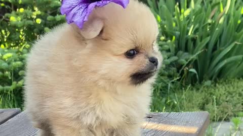 a-cute-dog-on-top-of-a-wooden-table