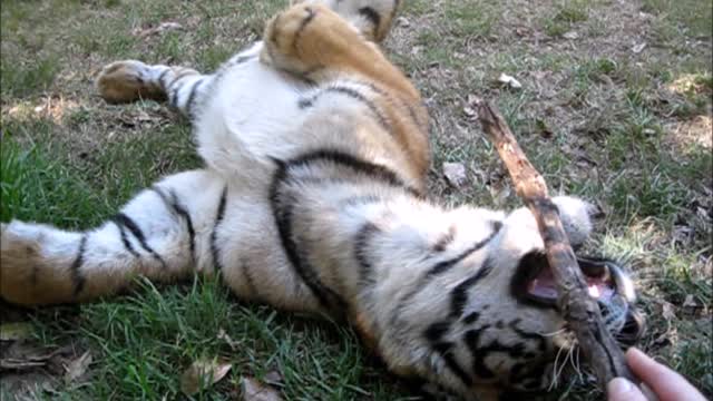 Playful tiger cub is just a cat at heart