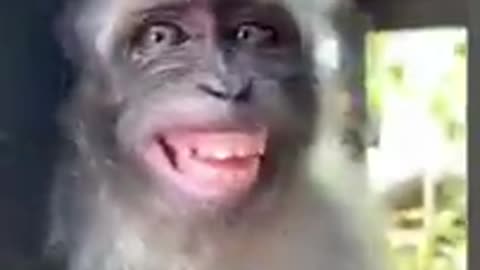 😂🐒😂🐒 FUNNY MONKEY SMILE #SHORTS !!!!