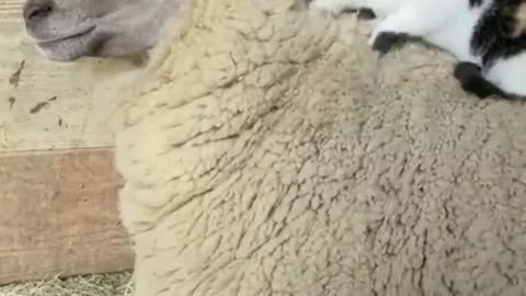 CAT AND SHEEP LOVE