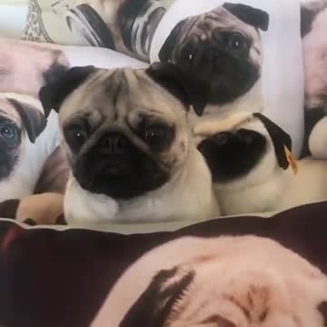 Pug camouflages perfectly into pug-pillow background
