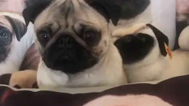 Pug camouflages perfectly into pug-pillow background