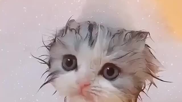 My lovely cat is taking a bath and is doing well