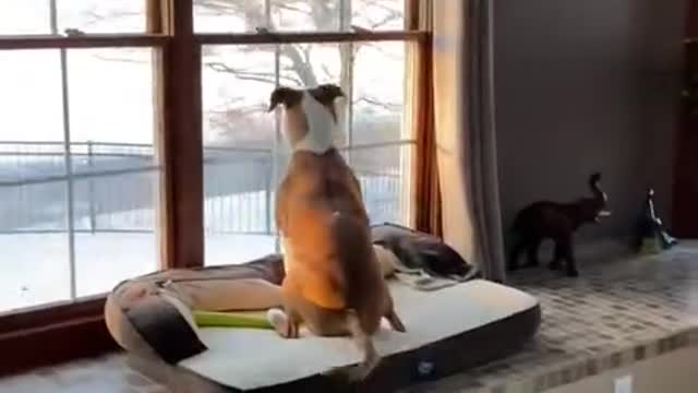 Sad pup really wants to go to school with human in the home