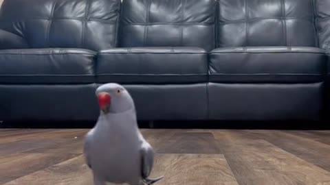 tippy taps pt. 2#indianringnecksoftiktok