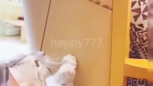 Cat Funny cat 2