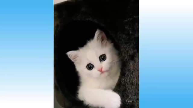 baby cat and baby dog funny news 2021