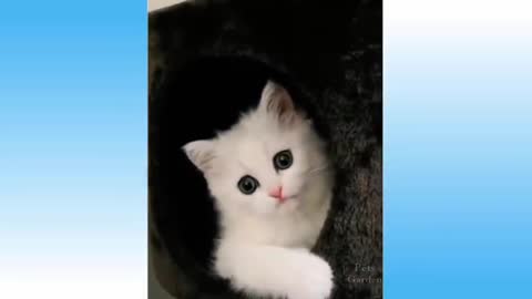 baby cat and baby dog funny news 2021