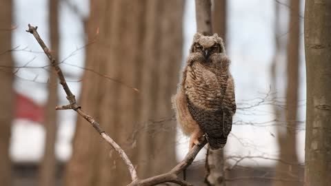 Great Horned Owl