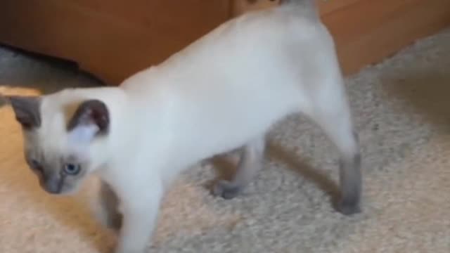 This little skinny cat became a "big fat cat"