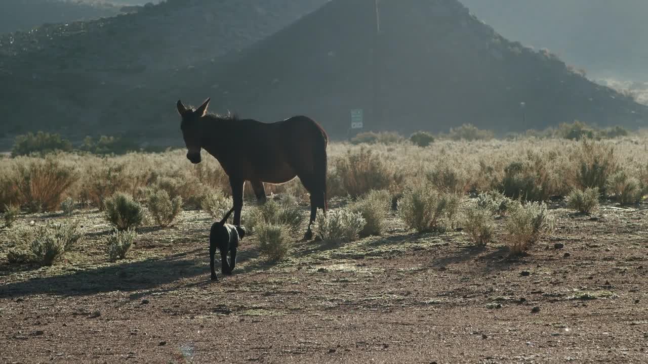 A Dog Walking Towards A Horse