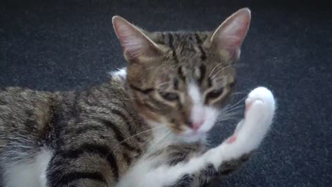 Cute Kitten Cleans His Fur