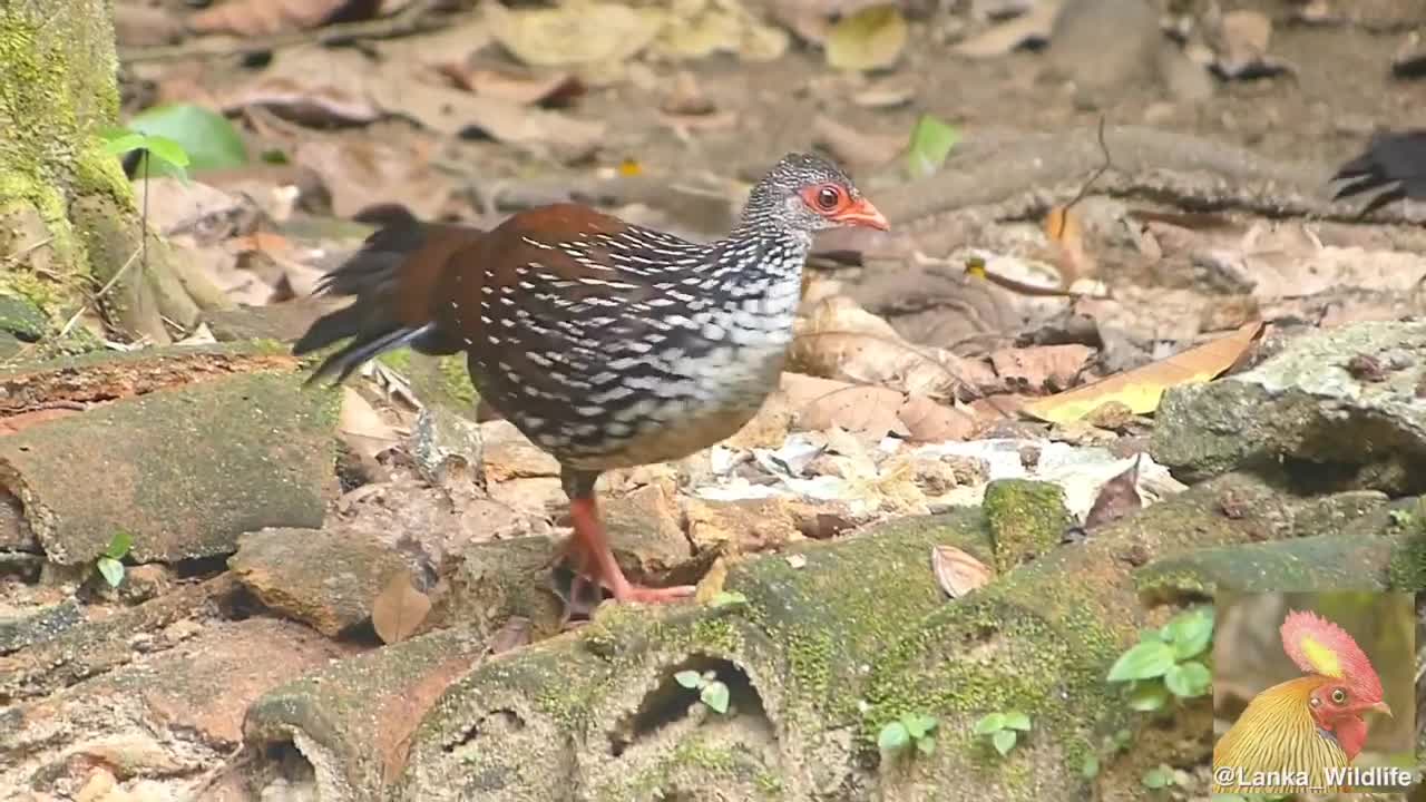 Spurfowl bird