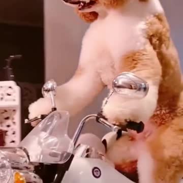 Cute Cats and Funny Dogs Videos