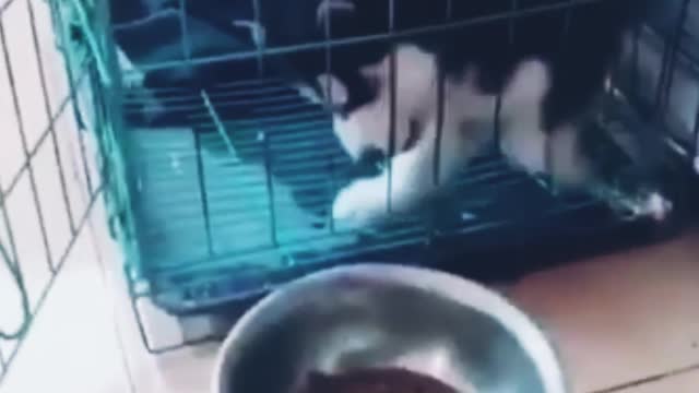 A cute stupid dog is trying to eat some food from an open door cage