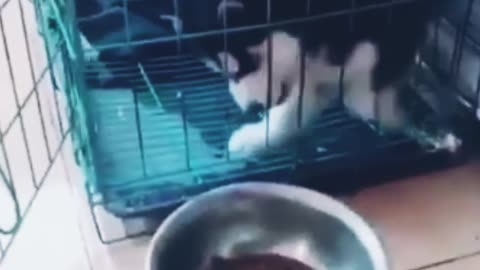 A cute stupid dog is trying to eat some food from an open door cage