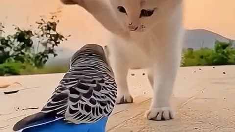 So sweet cute cut video