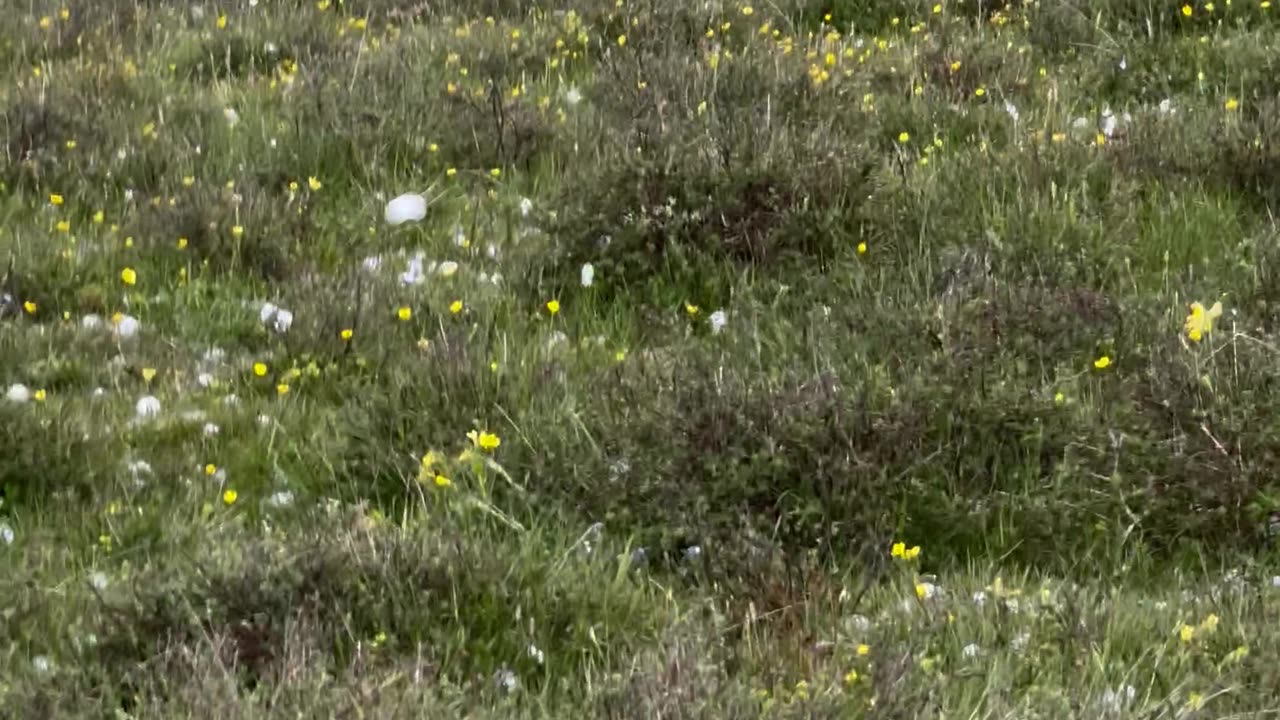 Huge Hail In Mountains