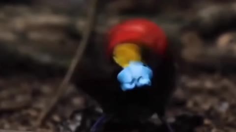 This beautiful bird comes from Papua, Indonesia and has a beauty with a good color.