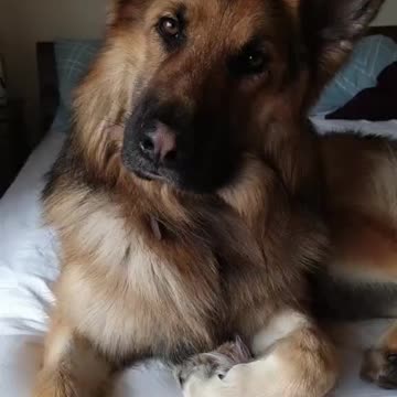 GSD love