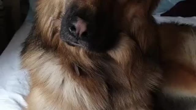 GSD love